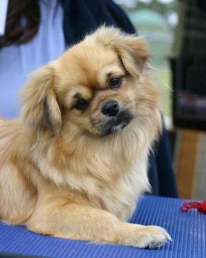 SPANIEL DE TIBET